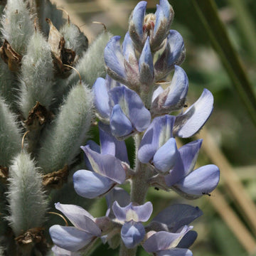 Lupine Seeds – Sky Blue