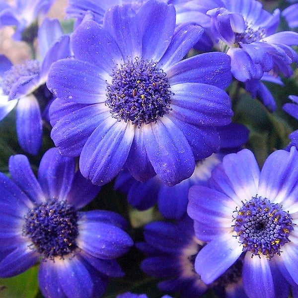 Iberidifolia Seeds – Blue