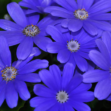 Iberidifolia Seeds – Blue