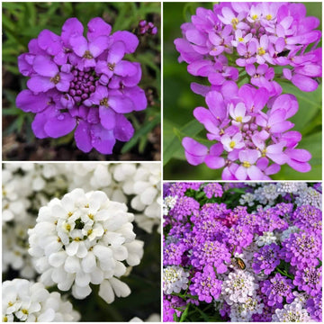 Iberis Seeds - All In One For Home Gardens