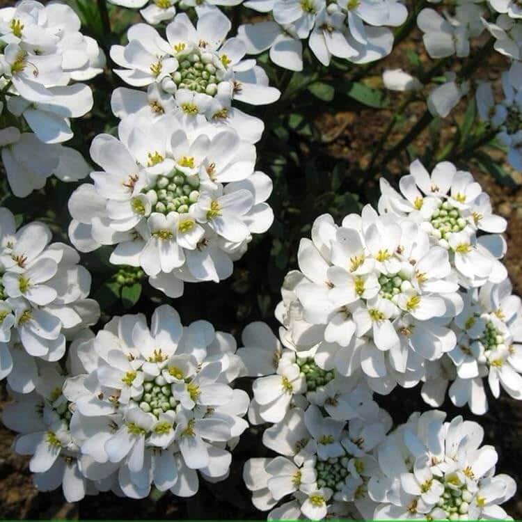Iberis sempervirens Candytuft Seeds