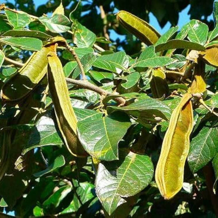 Ice Cream Bean Seeds 
