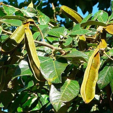 Ice Cream Bean Seeds 