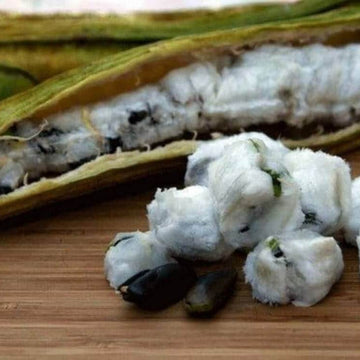 Ice Cream Bean Seeds – Inga edulis
