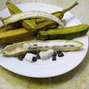 Ice Cream Bean Seeds – Inga edulis