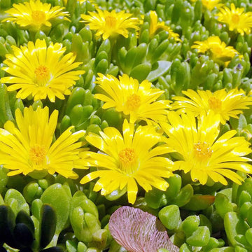 Ice Plant Seeds - All In One For Home Gardens