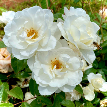 Rose Seeds – White Perennial