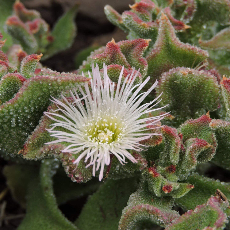 Iceplant Mesembryanthemum Crystallinum Seeds - Vegetable Plant