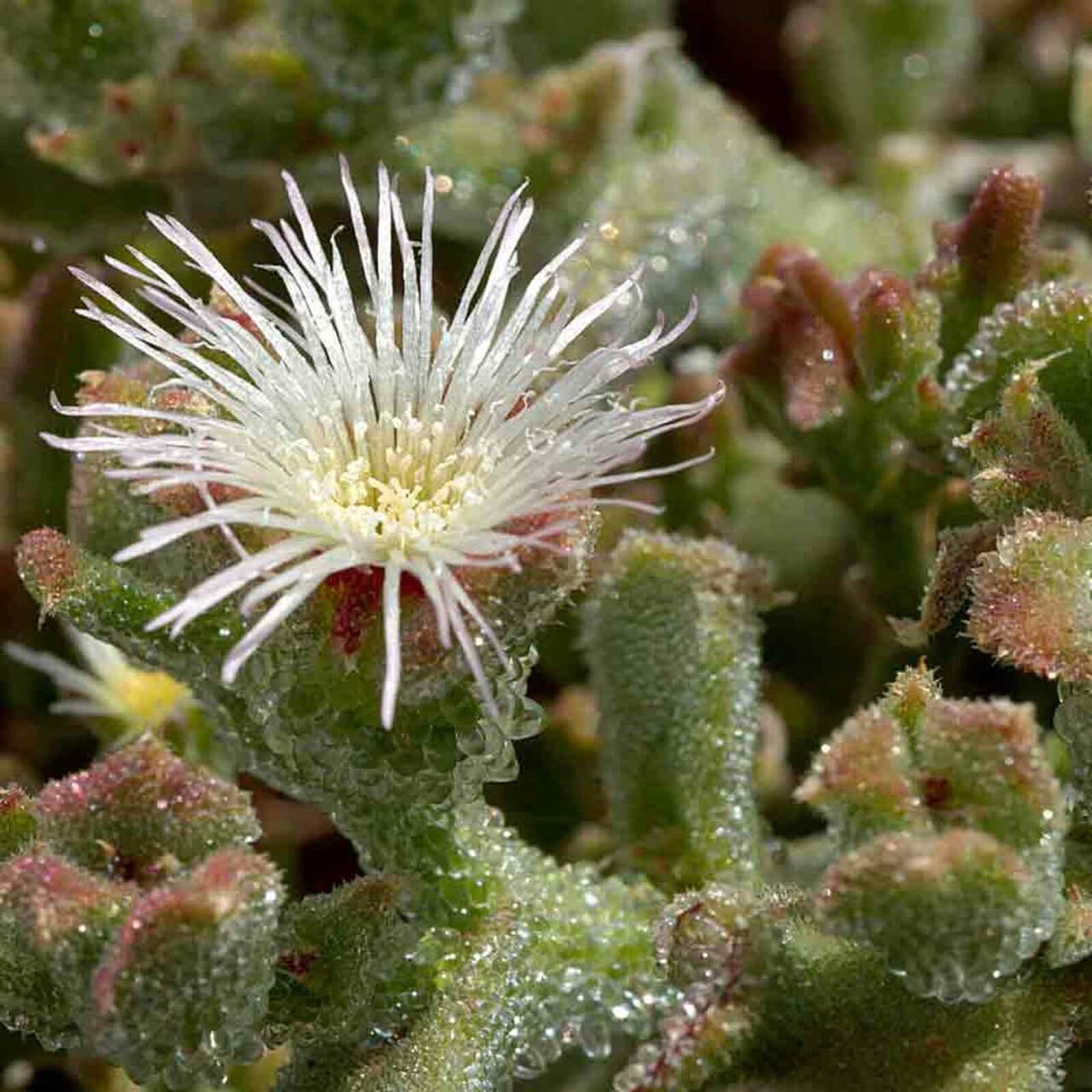 Iceplant Mesembryanthemum Crystallinum Seeds - Vegetable Plant