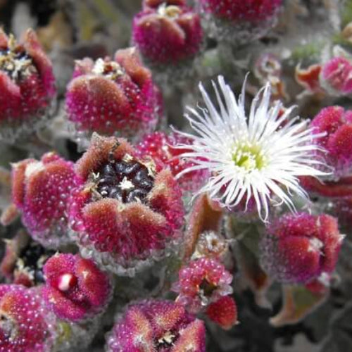 Iceplant Mesembryanthemum Crystallinum Seeds - Vegetable Plant