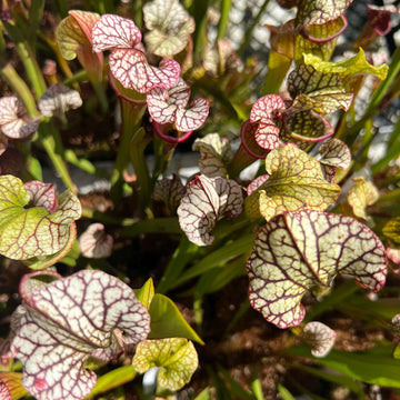 Pitcher Plant Seeds – Hybrid