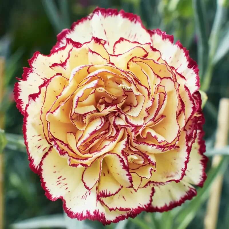 Ight Orange violet Carnation Seeds 