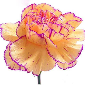 Ight Orange violet Carnation Seeds 