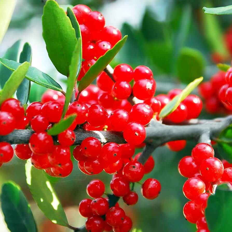 Ilex Vomitoria Seeds - Herbal PlantIlex Vomitoria Seeds - Herbal Plant