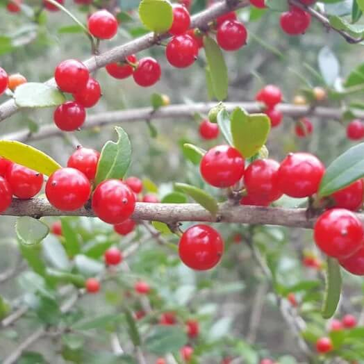 Ilex Vomitoria Seeds - Herbal Plant