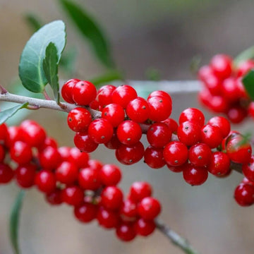 Ilex Vomitoria Seeds - Herbal Plant