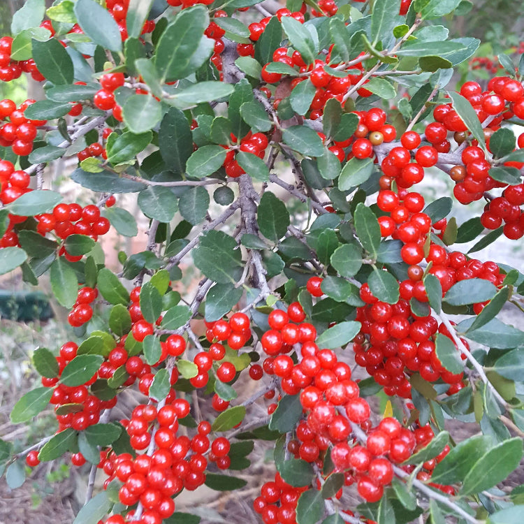 Ilex Vomitoria Yaupon Holly Seeds - Herbal Plant