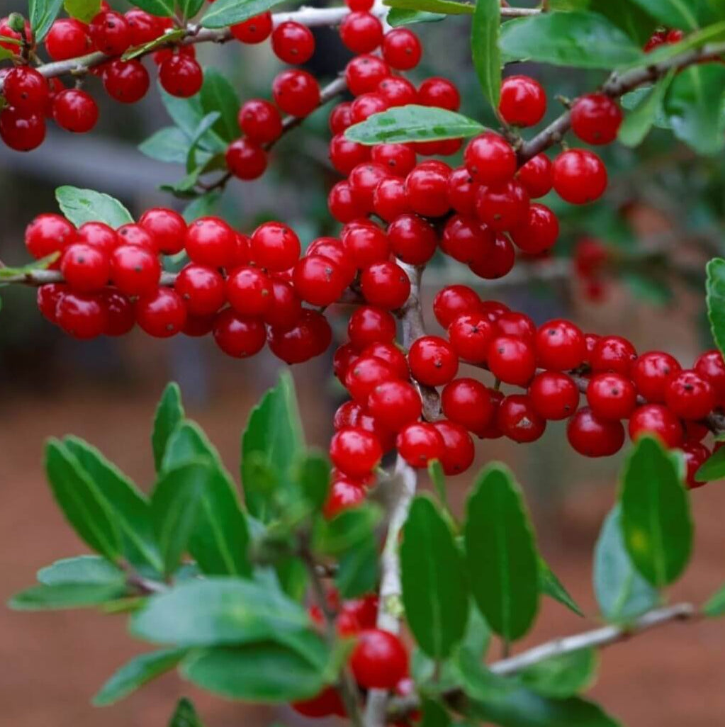 Ilex Vomitoria Yaupon Holly Seeds - Herbal Plant