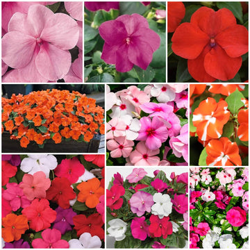 Impatiens Seeds - All In One For Home Gardens