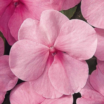 Impatiens Seeds - All In One For Home Gardens