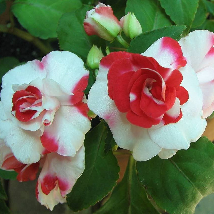 Impatiens Seeds – Double Camellia