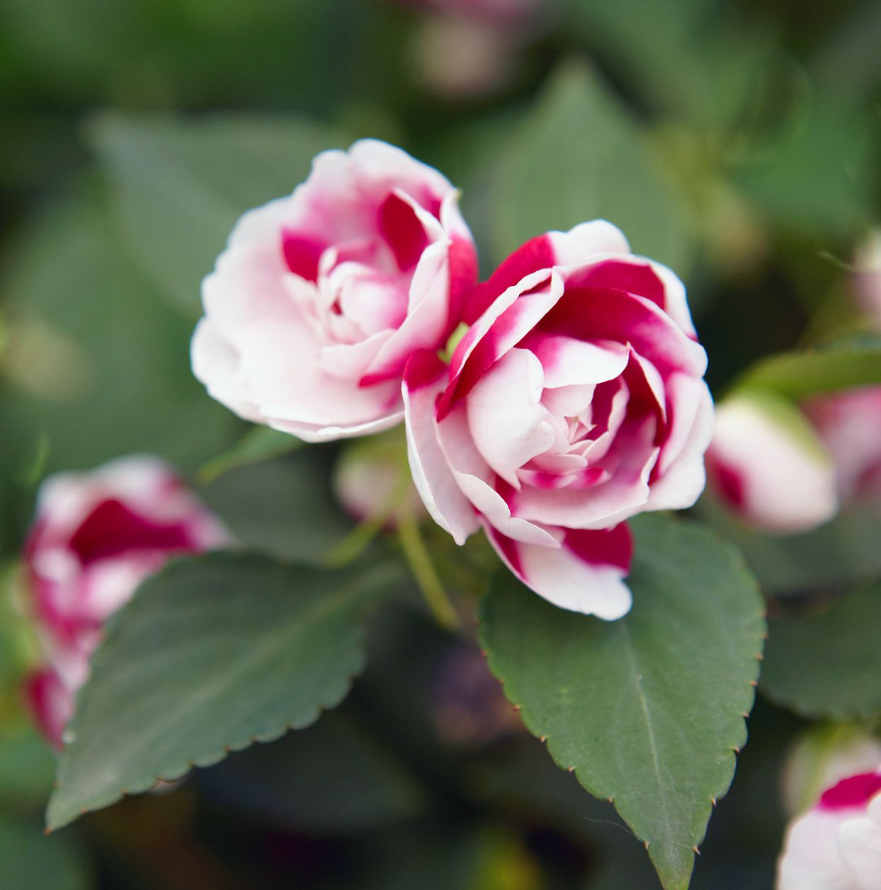 Impatiens Seeds – Double Camellia