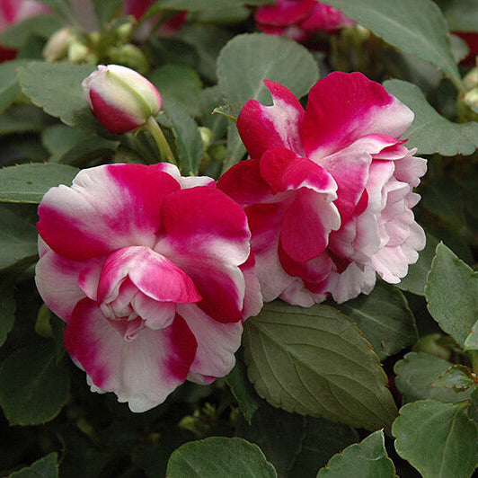 Impatiens Seeds – Double Camellia