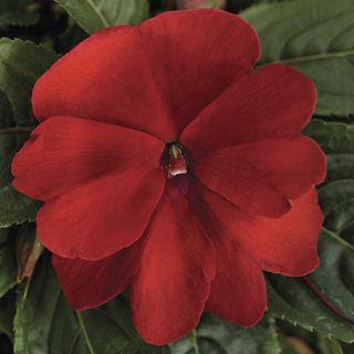 Impatiens Seeds – Guinea Annual