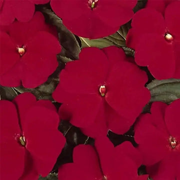 Impatiens Seeds – Guinea Annual