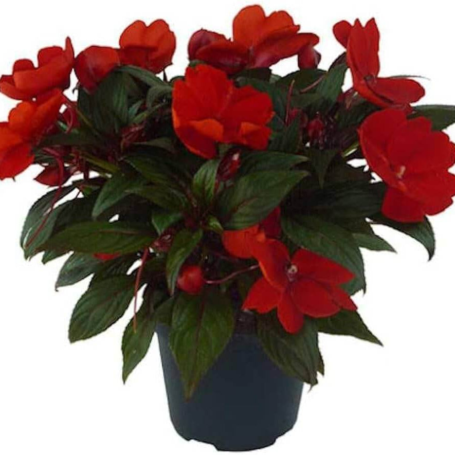 Impatiens Seeds – Guinea Annual
