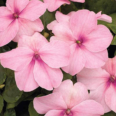 Impatiens Seeds – Pink