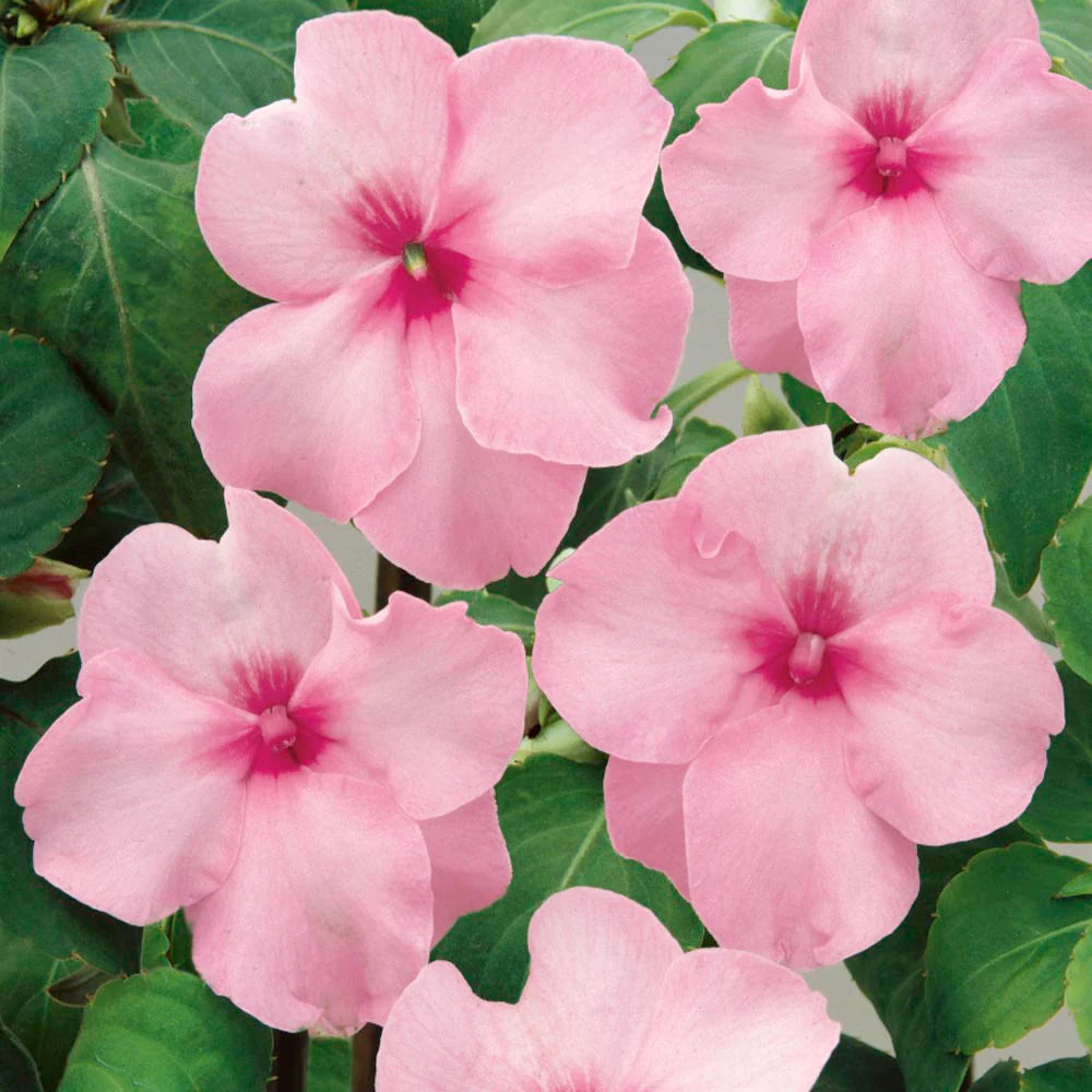 Impatiens Seeds – Pink
