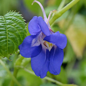 Impatiens Seeds – Sun and Shade Scarlet