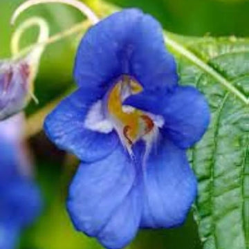 Impatiens Seeds – Sun and Shade Scarlet