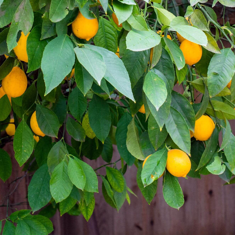 Improved Meyer Lemon Seeds