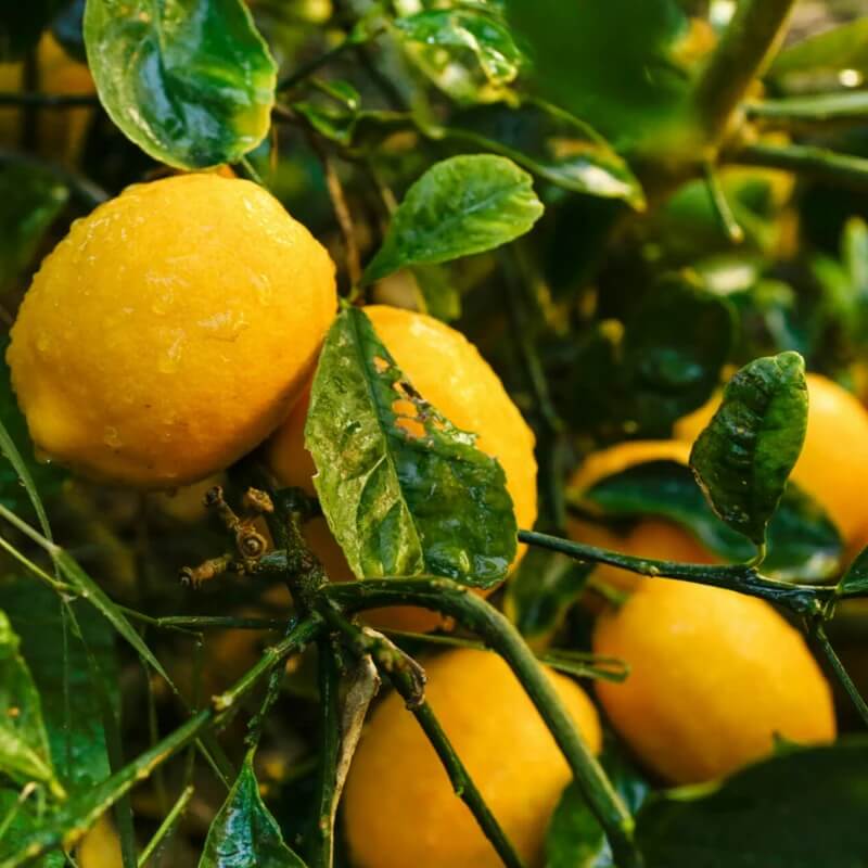 Improved Meyer Lemon Seeds