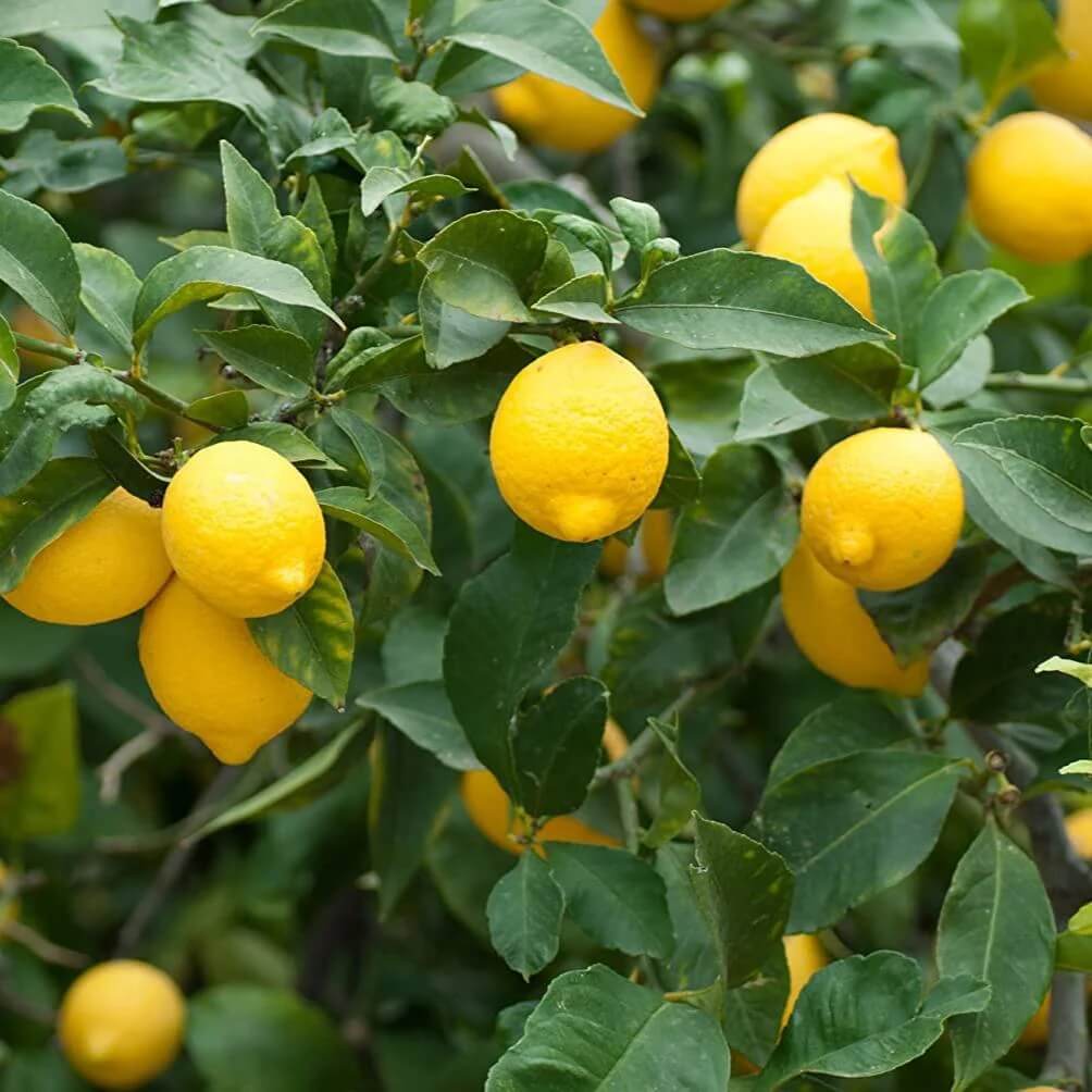 Improved Meyer Lemon Seeds