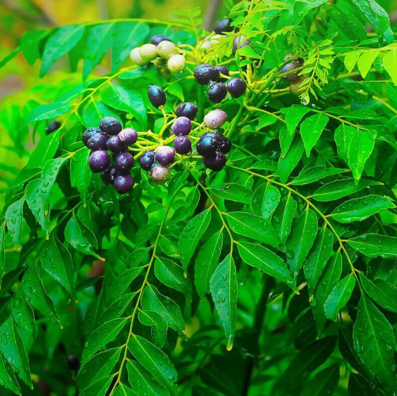 Indian Curry Leaf Seeds - Vegetable Plant