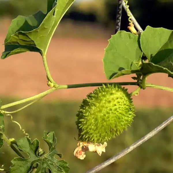 Indian Gourd Vegetable Seeds