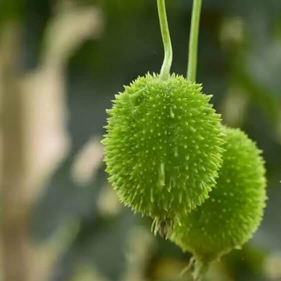 Indian Gourd Vegetable Seeds