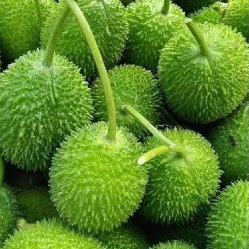 Indian Gourd Vegetable Seeds