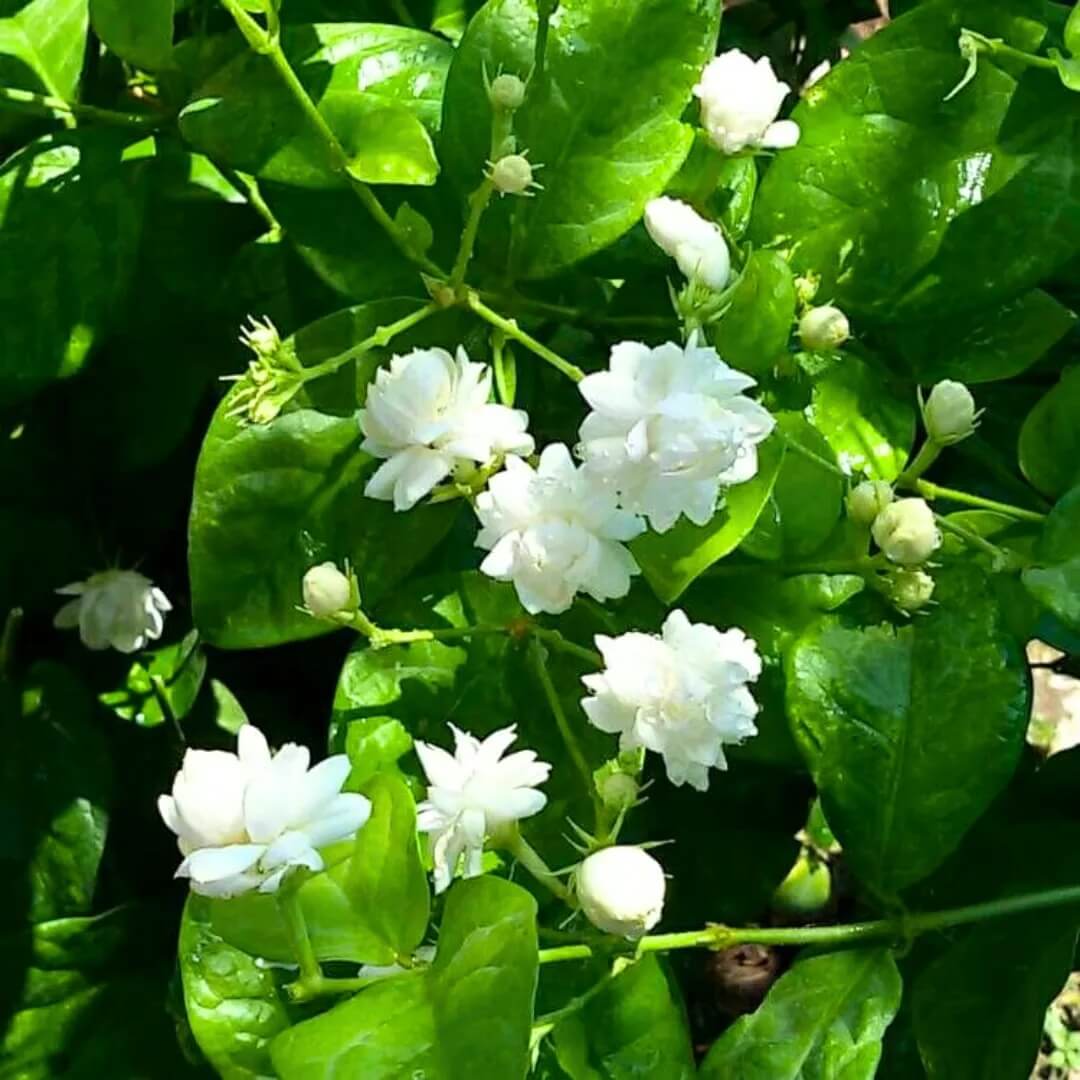 Indian Jasmine Seeds