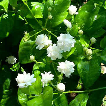 Indian Jasmine Seeds