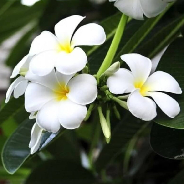 Indian Jasmine Seeds