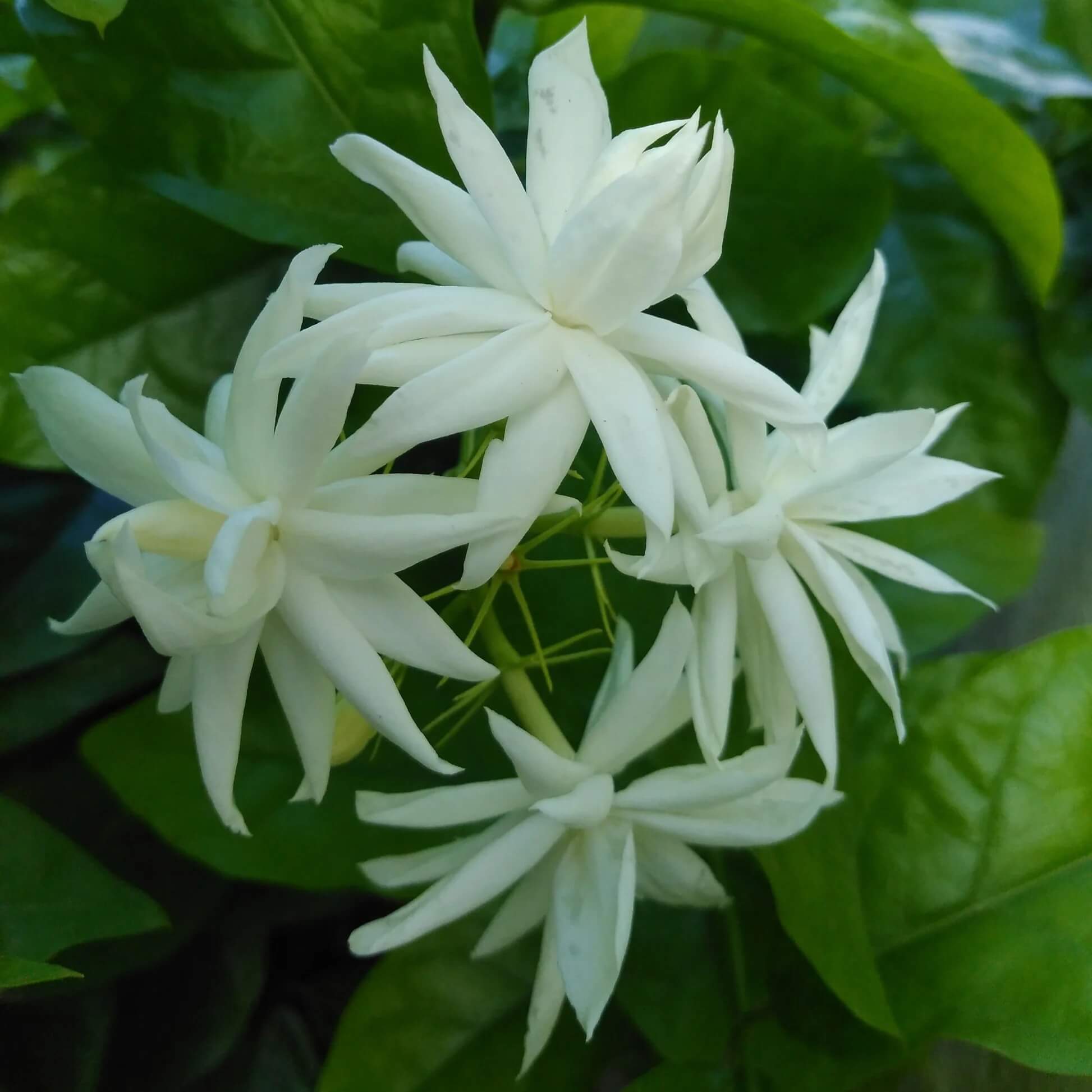 Indian Jasmine Seeds