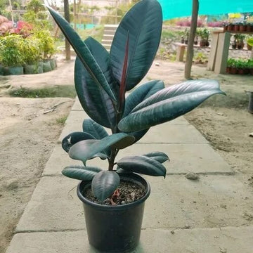 Indian Rubber Tree Seeds