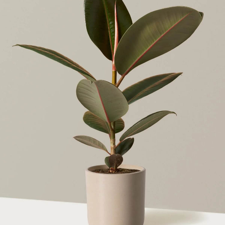 Indian Rubber Tree Seeds