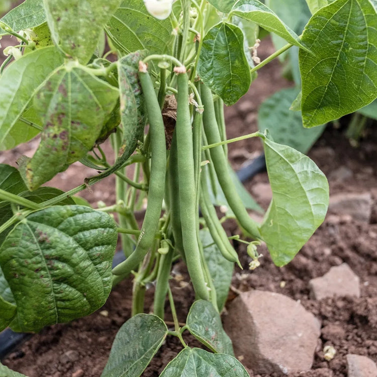 Indigenous Bean Seeds