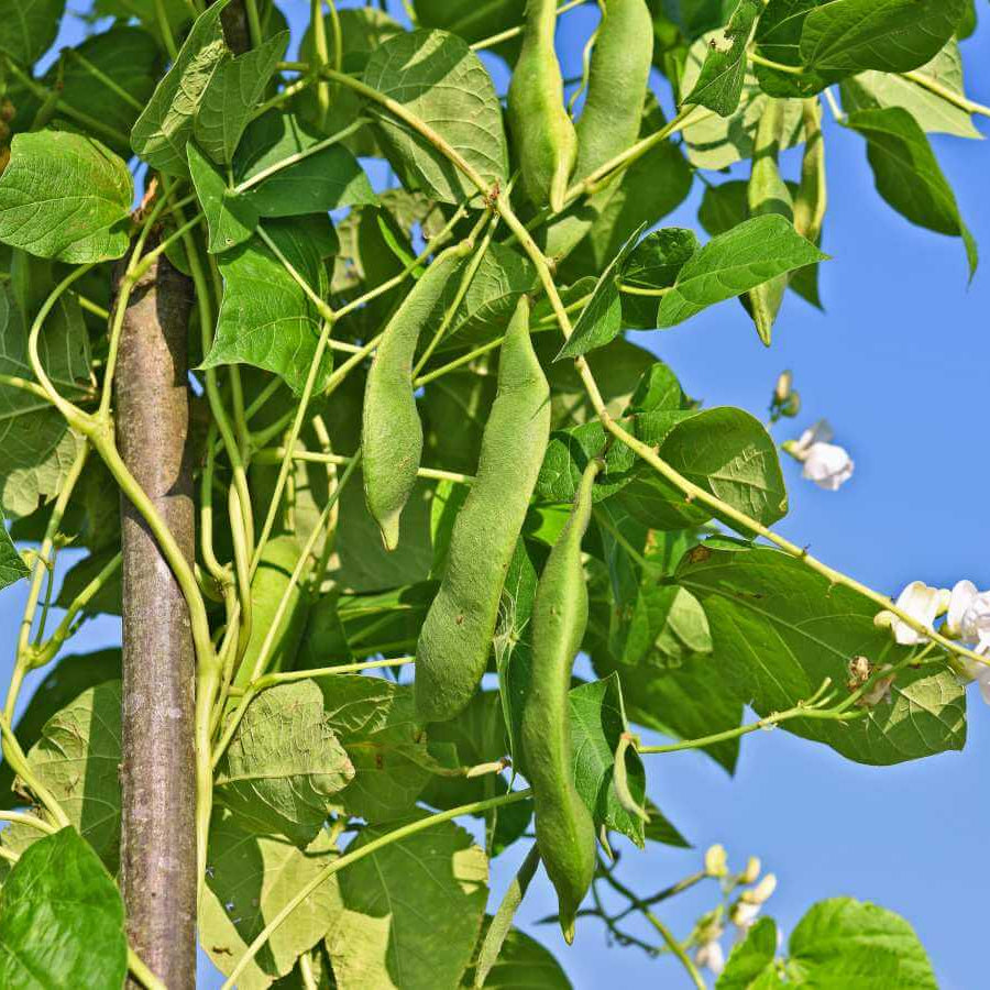 Indigenous Bean Seeds