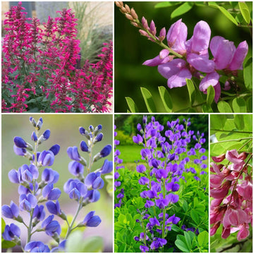 Indigo Seeds - All In One For Home Gardens